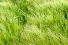Gardens-15