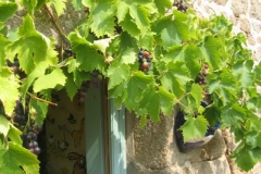 Gardens-27