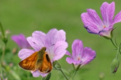 Gardens-28