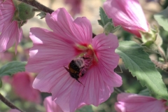 Gardens-37