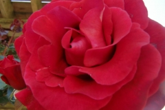 Gardens-44