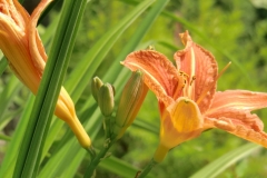 Gardens-47